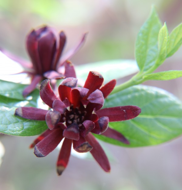 Spice Bush Bloom by Deb Striker